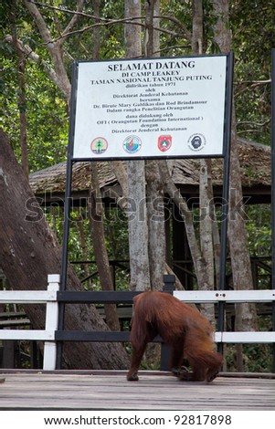 Camp Leakey Rehabilitation Center, Kalimantan