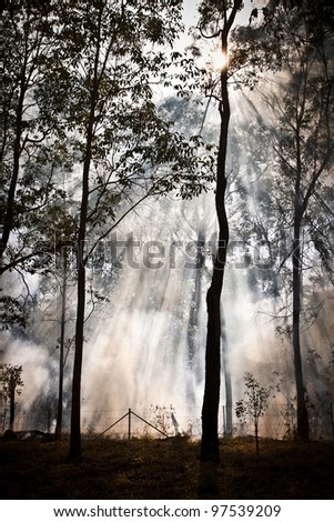 bush fire in eucalyptus forest