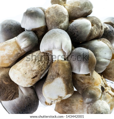 pile of rice straw mushrooms - Volvariella volvacea