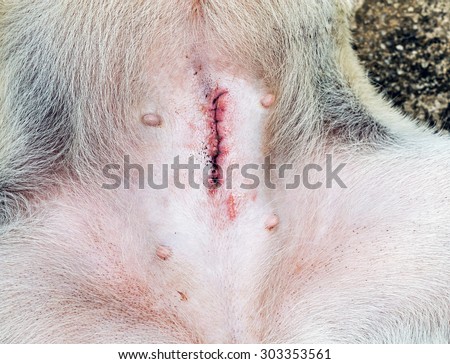 Normal wound after spaying female dog
