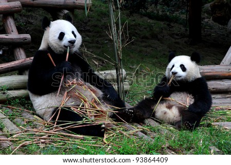Panda at Panda Reseach Park in Chengdu, China