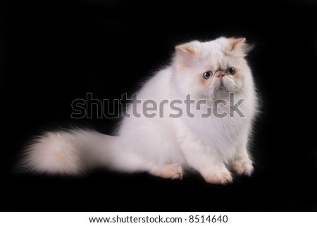 black and white cat with blue eyes. +white+cat+with+lue+eyes