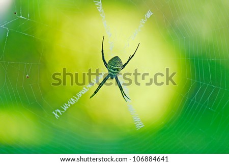 Tropical spider. Spider web show the letters of the alphabet