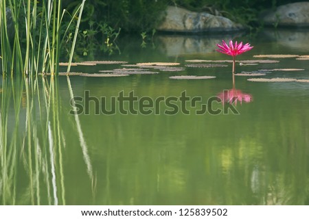 Courtyard landscape of modern residential building-Courtyard pond and water lilies