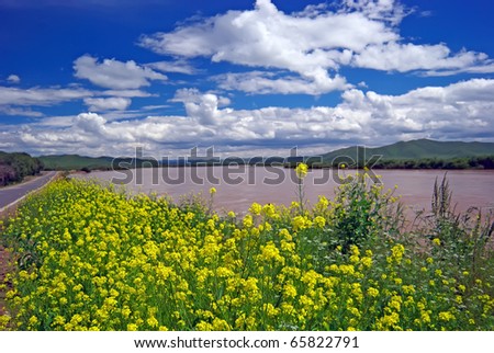 rapeseed. Taken in the upper reaches of the Yellow River in China,Was taken in August /2008