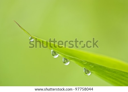 The bamboo covered with drops of water, very beautiful