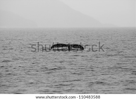 Whale in Alaska Gulf