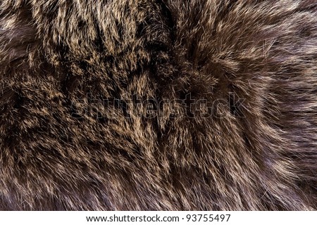 Brown bear hair