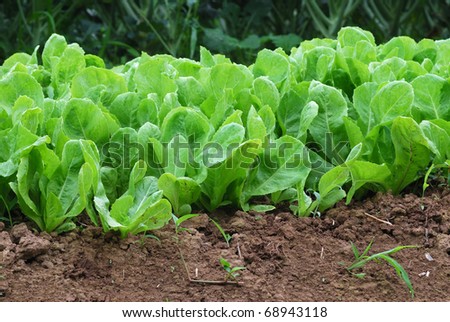 Chinese Cabbage. Green nature Chinese cabbage field