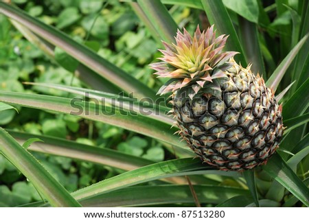 Tropical pineapple fruit field in asia