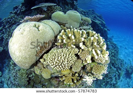 Coral Reef at the Marshall Islands, South Pacific