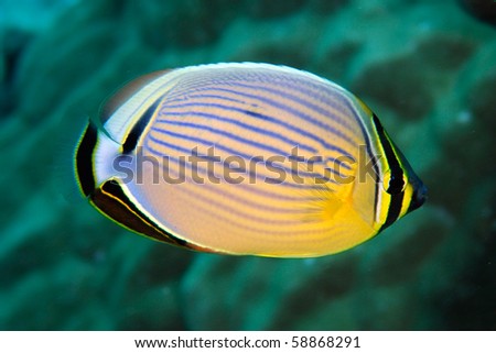 Chaetodon Trifasciatus