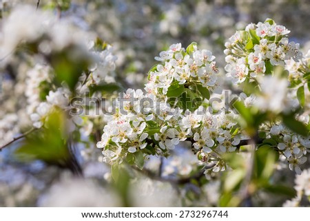 Flowers of the pear blossoms on a spring day