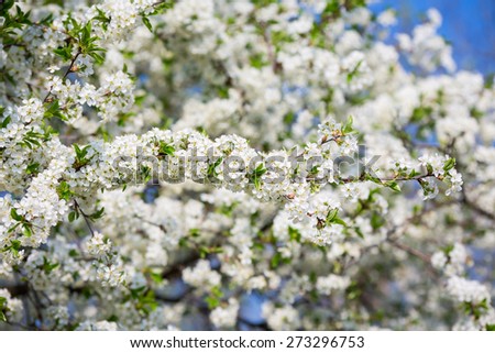 Flowers of the cherry blossoms on a spring day in the garden