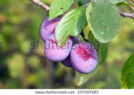 ripe fleshy plums on the branch