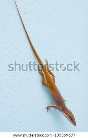 Red Anole