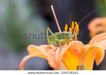 katydid, Green Bush-cricket  (Tettigonia cantans) on a day-lily flower