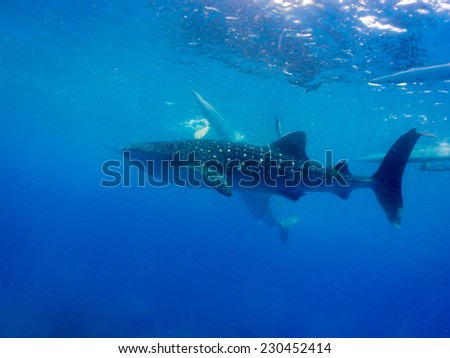 Whale shark (Rhincodon typus) is a filter feeding shark and the largest known extant fish species
