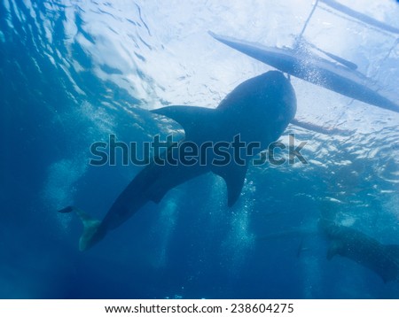 Whale shark (Rhincodon typus) is the largest known extant fish species