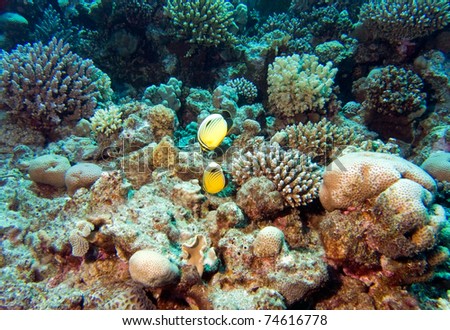   Butterfly Fish on Lined Butterflyfish In Red Sea  Chaetodon Lineolatus Stock Photo