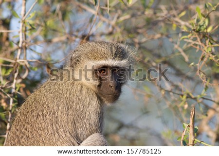 Vervet Monkey in tree in Kruger National Park