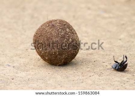 Dung beetle falling off dung ball while rolling struggling on back upside down