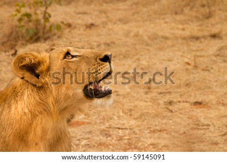 Young male lion staring into open space with open mouth showing teeth