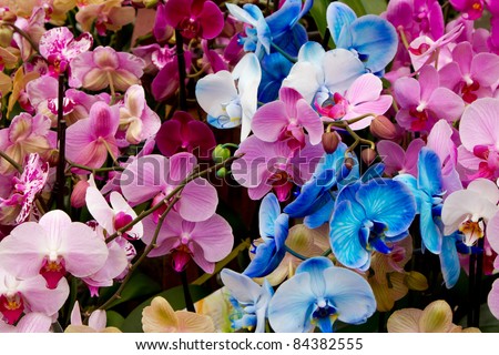 Several unique colored orchids as offered in Amsterdam flower market