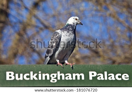 A pigeon on a Buckingham Palace\' Signpost in London\'s St. James\'s Park.