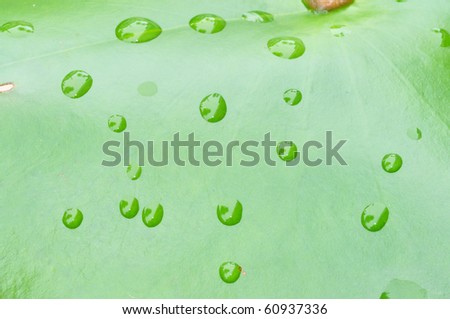 This is a Water Drop on Lotus leaf
