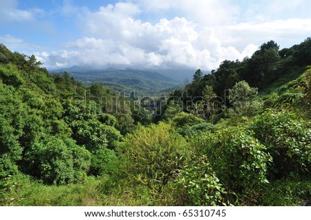This is a Hill Evergreen Forest in Chiang Mai, Thailand