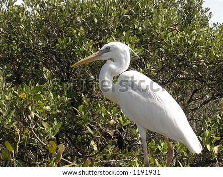 Bird fishing in florida mangroves