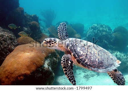 Sea Turtle \'fly-by\'
