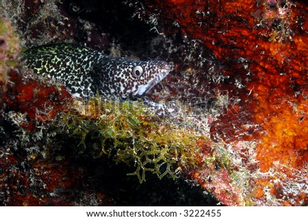 Moray Eel peering from within a coral reef
