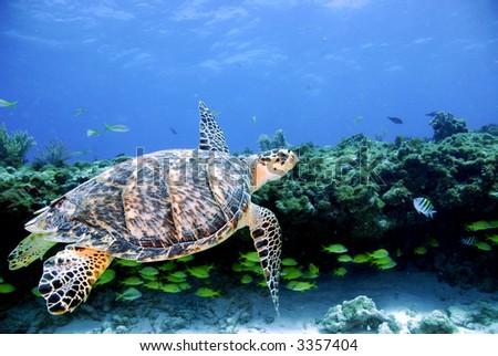 sea turtle clip art. stock photo : Green Sea Turtle