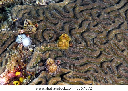 Christmas Tree Worms on Brain Coral
