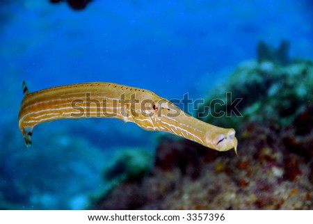 trumpet fish. stock photo : Trumpet Fish