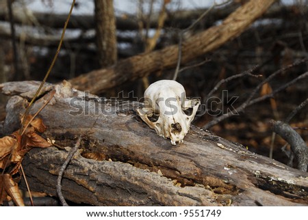 Small animal skull in forest setting