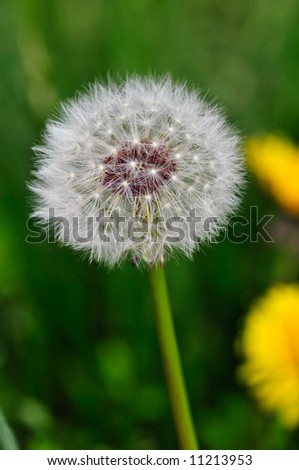 A dandelion in green  field of grass