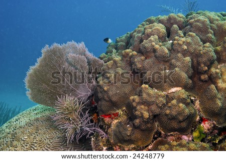 Sea fans growing on Brain Coral