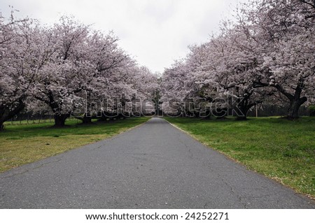 Cherry Trees in bloom along tranquil drive