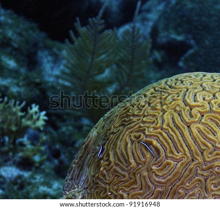 Exotic Brain coral with neon cleaning fish