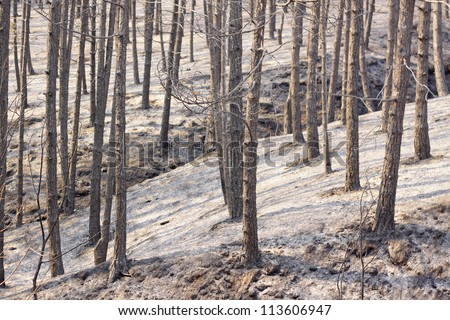 Charred trees and ground after forest fire