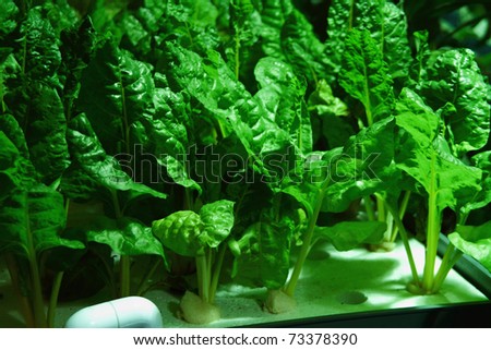 Hydroponic Cultivation Of Vegetables In Greenhouse Stock Photo ...