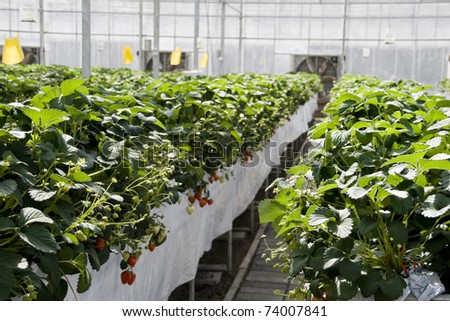 strawberry cultivation in greenhouses in beijing