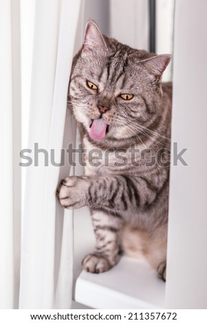 Crazy funny British short-haired cat with funny mug,crazy yellow eyes and protruding tongue