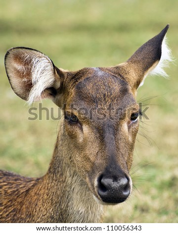 Javan rusa or Sunda sambar (Rusa timorensis) deer, female