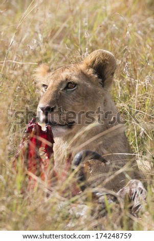 Juvenile african lion over antelope kill, Masai Mara National Reserve, Kenya, Africa