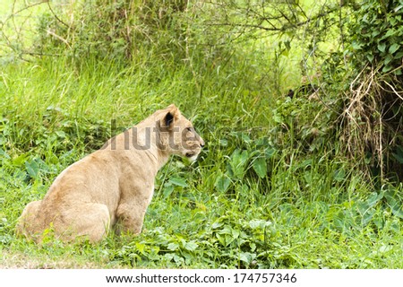 African lioness hunting , Eastern  Africa