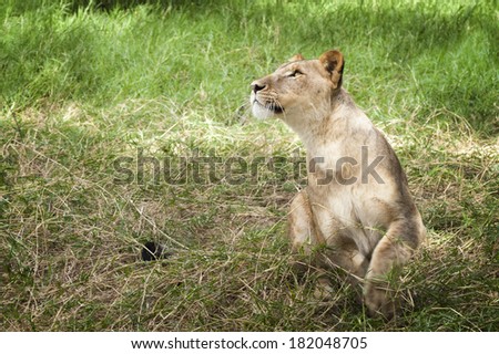 Young lioness looking up while hunting in savanna, Eastern Africa